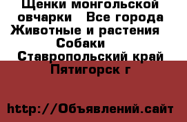 Щенки монгольской овчарки - Все города Животные и растения » Собаки   . Ставропольский край,Пятигорск г.